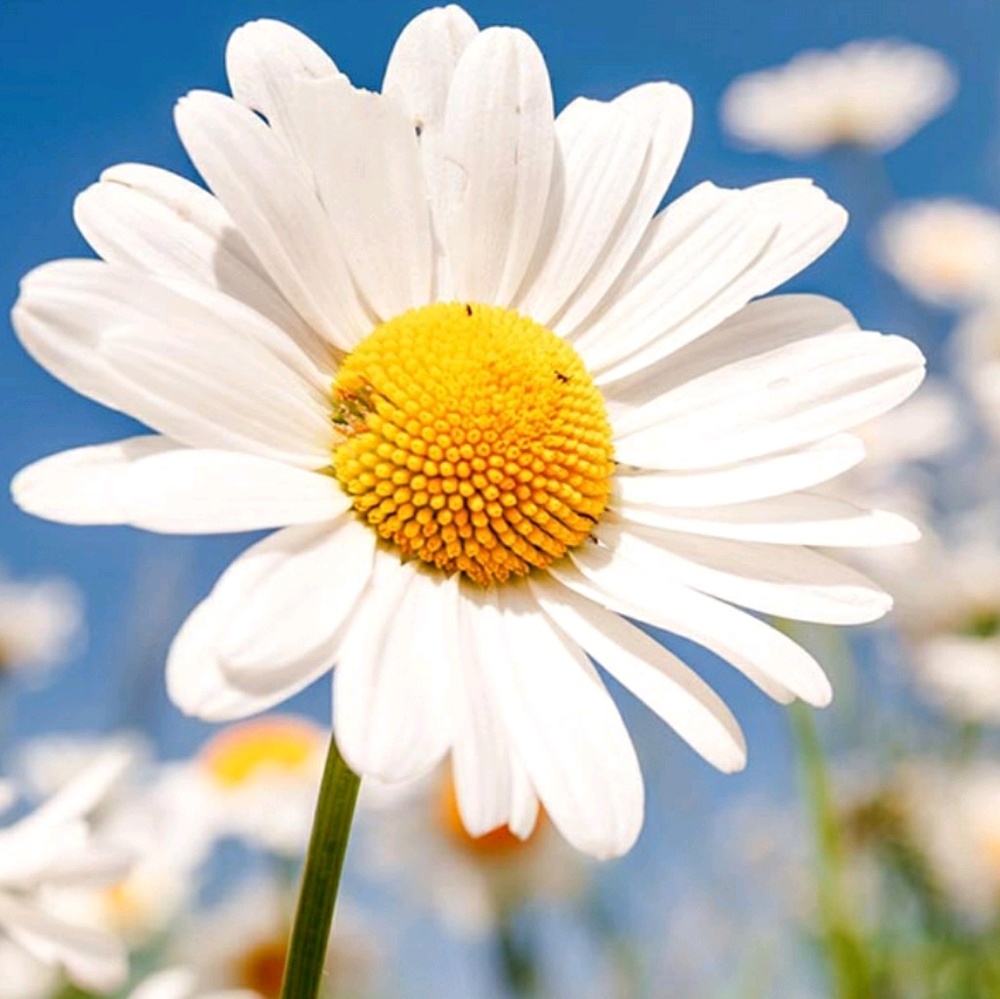 Meet your Posher, Jahdi